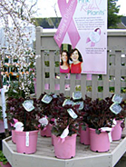 Pink Ribbon Plants