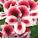 Regal Geranium