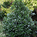 Ilex 'Castle Spire'