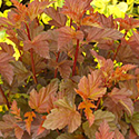 Physocarpus 'Coppertina'