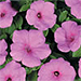 Petunia 'Supertunia Cotton Candy'