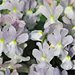 Nemesia 'Opal Innocence'
