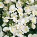 Nemesia 'Safari White'