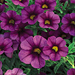 Calibrachoa 'Superbells Plum'