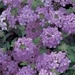 Verbena 'Superbena Large Lilac Blue'