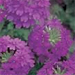 Verbena 'Superbena Purple'