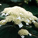 Hydrangea 'White Dome'