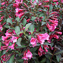 Weigela 'Wine & Roses'