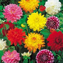 Dahlias