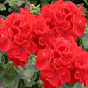 Geranium 'Forever Blooming Red'