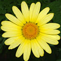 Argyranthemum 'Garden Daisy Yellow'