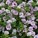 Petunia 'Colorburst Blue Vein'