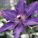 Clematis 'Marie Louise Jensen'