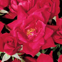 Double Knock Out Rose