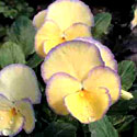 Viola 'Etain'