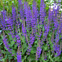 Salvia 'May Night'
