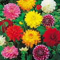 Dahlias