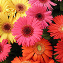Gerbera Daisies