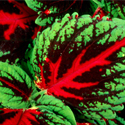 Kong Coleus
