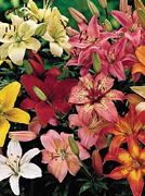 Lilies