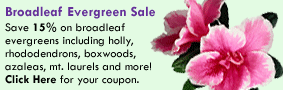 Broadleaf Evergreen Sale