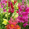 Snapdragons
