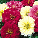 Zinnias