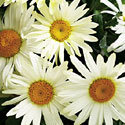 Leucanthemum 'Broadway Lights'