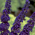 Buddleia