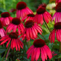 Echinacea