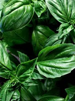 Herbs