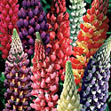 Lupine
