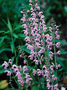 Salvia 'Pink Delight'