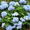 Endless Summer Hydrangea