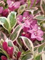 Weigela 'My Monet'