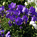 Campanula