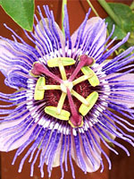 Passion Flower