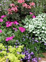 Perennials