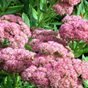 Sedum