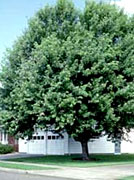 Shade Tree