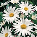 Shasta Daisy