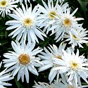 Leucanthemum 'Christine Hagemann'