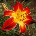 All American Daylilies