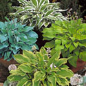 Hosta