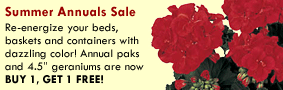 Summer Annuals Sale