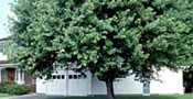 Shade Tree