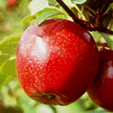 Apple Tree
