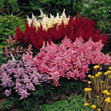 Astilbe