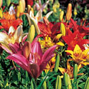 Lilies