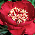 Peony